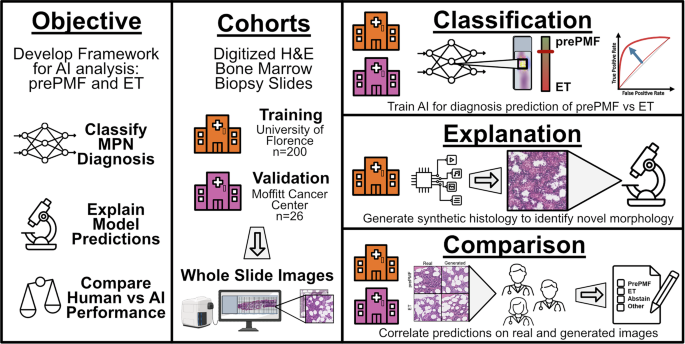 Artificial intelligence differentiates prefibrotic primary myelofibrosis with thrombocytosis from essential thrombocythemia using digitized bone marrow biopsy images Artificial intelligence differentiates prefibrotic primary myelofibrosis with thrombocytosis from essential thrombocythemia using digitized bone marrow biopsy images
