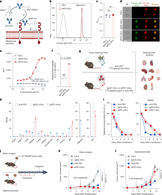 Eythrocyte–anti-PD1 conjugates in persons with advanced solid tumors resistant to anti-PD1/PDL1: preclinical characterization and results of a phase 1 trial Eythrocyte–anti-PD1 conjugates in persons with advanced solid tumors resistant to anti-PD1/PDL1: preclinical characterization and results of a phase 1 trial