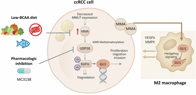 Reprogramming the tumor microenvironment: methylmalonic acid at the intersection of ccRCC metabolism and macrophage polarization Reprogramming the tumor microenvironment: methylmalonic acid at the intersection of ccRCC metabolism and macrophage polarization