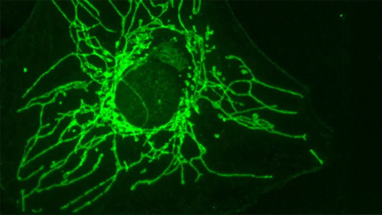 A “mirror” molecule can starve cancer cells without harming healthy cells A “mirror” molecule can starve cancer cells without harming healthy cells