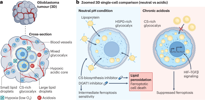 Acidic niche sugar shield blocks ferroptosis Acidic niche sugar shield blocks ferroptosis