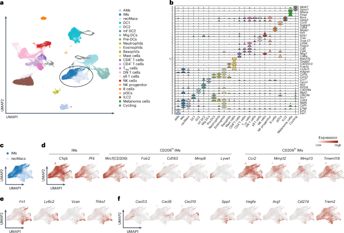 Chemokine-defined macrophage niches establish spatial organization of tumor immunity Chemokine-defined macrophage niches establish spatial organization of tumor immunity
