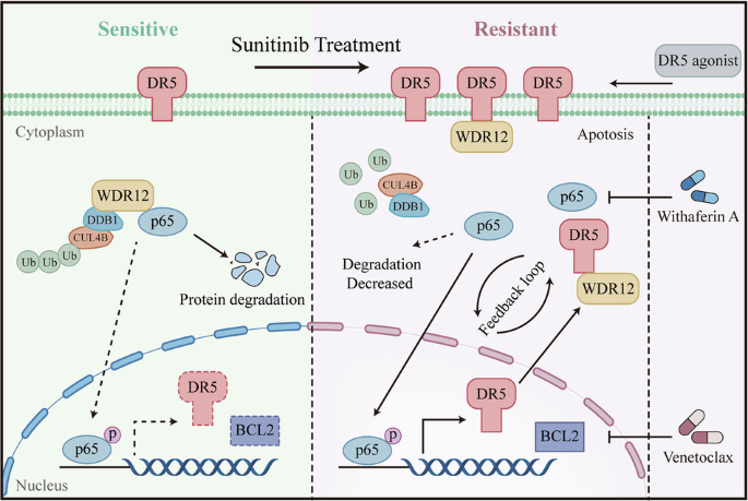 DR5/WDR12 balances p65 stability promoting sunitinib resistance in renal cell carcinoma DR5/WDR12 balances p65 stability promoting sunitinib resistance in renal cell carcinoma