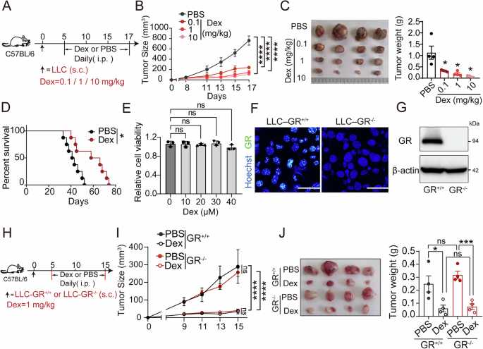 Dexamethasone promotes neutrophil ROS-mediated tumor killing through the glucocorticoid receptor Dexamethasone promotes neutrophil ROS-mediated tumor killing through the glucocorticoid receptor