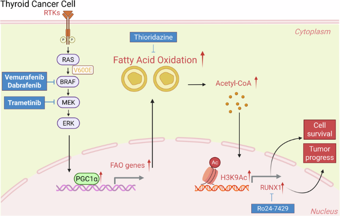 Fatty acid oxidation drives acetyl-CoA-dependent H3K9ac reprogramming to promote adaptive resistance to BRAFV600E inhibition in thyroid cancer Fatty acid oxidation drives acetyl-CoA-dependent H3K9ac reprogramming to promote adaptive resistance to BRAFV600E inhibition in thyroid cancer