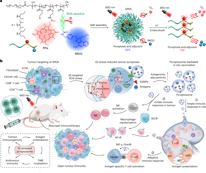 In situ-generated vaccine-like pyroptosome for personalized cancer immunotherapy In situ-generated vaccine-like pyroptosome for personalized cancer immunotherapy