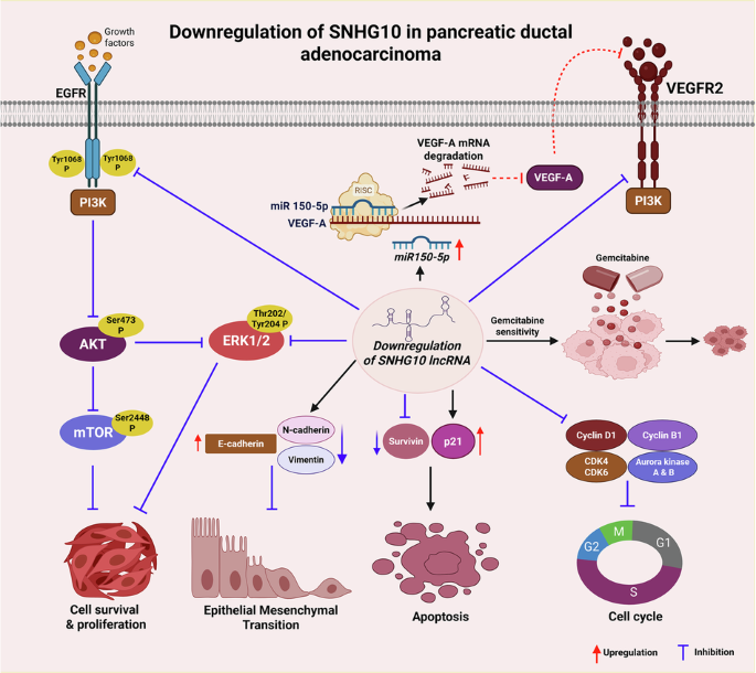 SNHG10 promotes tumorigenesis through the EGFR/AKT/ERK/mTOR and miR-150-5p/VEGF-A axis, along with gemcitabine resistance in pancreatic ductal adenocarcinoma SNHG10 promotes tumorigenesis through the EGFR/AKT/ERK/mTOR and miR-150-5p/VEGF-A axis, along with gemcitabine resistance in pancreatic ductal adenocarcinoma