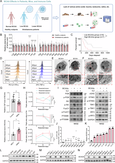 Targeting the PSMD14-BCKDK pathway overcomes immune suppression and enhances CAR-NK infiltration in glioblastoma Targeting the PSMD14-BCKDK pathway overcomes immune suppression and enhances CAR-NK infiltration in glioblastoma