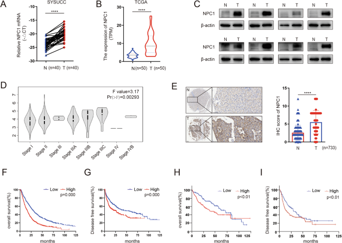 The NPC1/USP7/p53 axis regulates cholesterol and promotes the proliferation of hepatocellular carcinoma The NPC1/USP7/p53 axis regulates cholesterol and promotes the proliferation of hepatocellular carcinoma