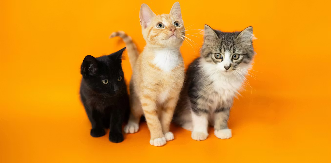 What pet cats can tell us about human cancer What pet cats can tell us about human cancer