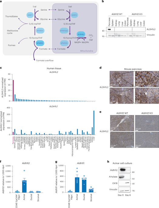 ALDH1L2 regulates reactive oxygen species and acinar-to-ductal metaplasia in the pancreas ALDH1L2 regulates reactive oxygen species and acinar-to-ductal metaplasia in the pancreas