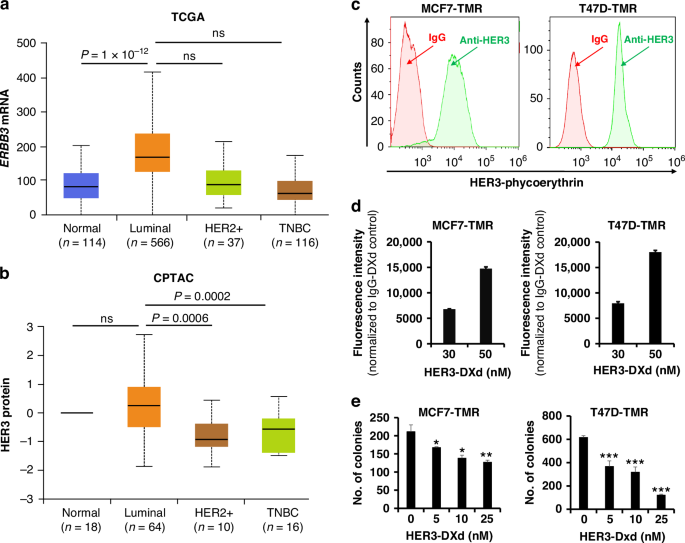 ATR inhibition potentiates the antitumor efficacy of HER3-DXd in HER3-positive/HR-positive breast cancer by increasing DNA damage ATR inhibition potentiates the antitumor efficacy of HER3-DXd in HER3-positive/HR-positive breast cancer by increasing DNA damage