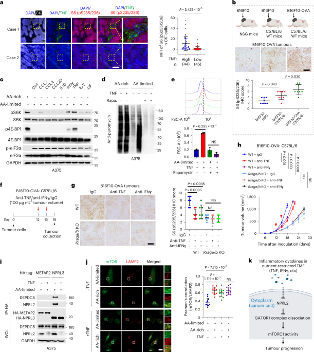 Aberrant amino acid-sensing promotes immunotherapy resistance via the inflammatory cytokine–ZBTB5–mTORC1 axis Aberrant amino acid-sensing promotes immunotherapy resistance via the inflammatory cytokine–ZBTB5–mTORC1 axis