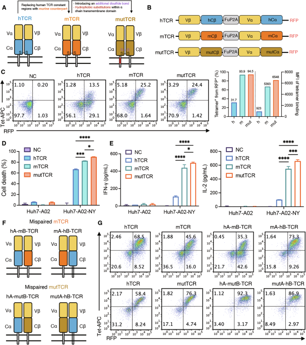 De novo engineered disulfide bond supersedes native interchain linkage to enhance TCR pairing and anti-tumor efficacy in T cell therapy De novo engineered disulfide bond supersedes native interchain linkage to enhance TCR pairing and anti-tumor efficacy in T cell therapy