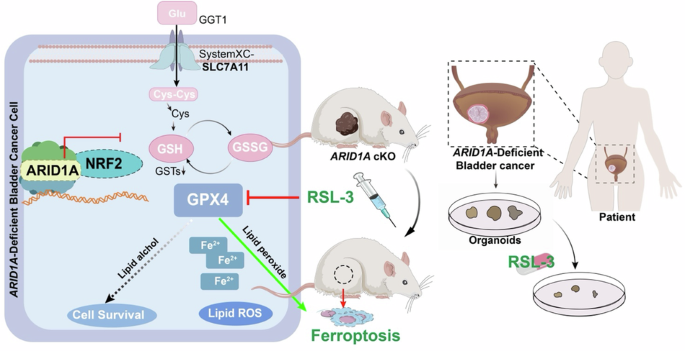Ferroptosis as a therapeutic vulnerability in ARID1A-deficient bladder cancer Ferroptosis as a therapeutic vulnerability in ARID1A-deficient bladder cancer