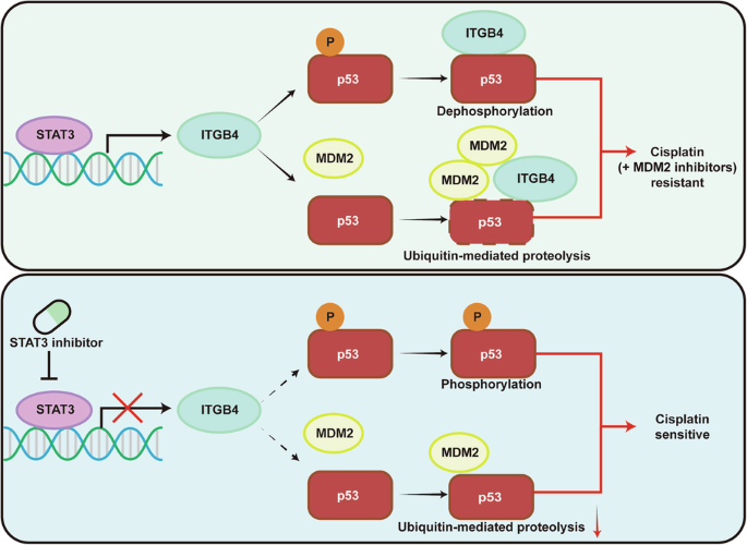 ITGB4 up-regulated by STAT3 reduces the sensitivity of bladder cancer to cisplatin by suppressing p53 ITGB4 up-regulated by STAT3 reduces the sensitivity of bladder cancer to cisplatin by suppressing p53