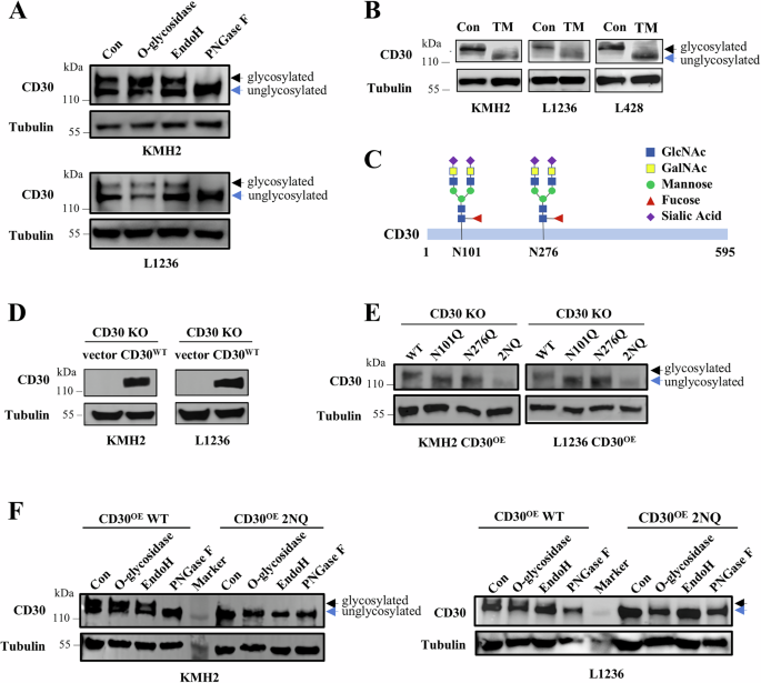 Inhibition of glycosphingolipid synthesis overcomes the steric hindrance of CD30 N-glycans to augment CD30-targeted immunotherapeutic efficacy Inhibition of glycosphingolipid synthesis overcomes the steric hindrance of CD30 N-glycans to augment CD30-targeted immunotherapeutic efficacy