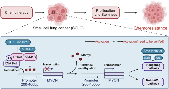 KDM4B/DHX9 promotes chemoresistance in small-cell lung cancer through the MYCN-driven signaling pathway KDM4B/DHX9 promotes chemoresistance in small-cell lung cancer through the MYCN-driven signaling pathway