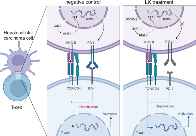 Modulating gut microbiota to enhance anti-PD-1/PD-L1 immunotherapy in hepatocellular carcinoma: the role of Lactobacillus kefiranofaciens and SOCS3 regulation Modulating gut microbiota to enhance anti-PD-1/PD-L1 immunotherapy in hepatocellular carcinoma: the role of Lactobacillus kefiranofaciens and SOCS3 regulation
