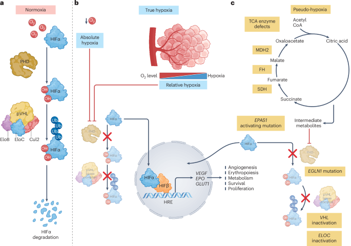 The clinical landscape of HIF2α inhibitors in oncology The clinical landscape of HIF2α inhibitors in oncology