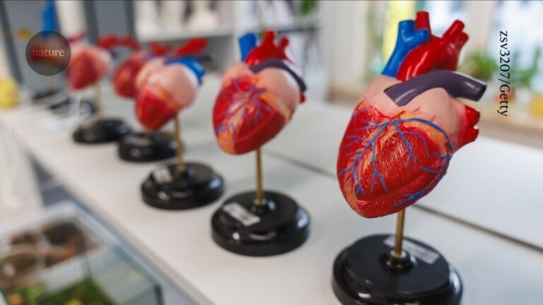 Why is heart cancer so rare? The pumping muscle ‘beats’ it