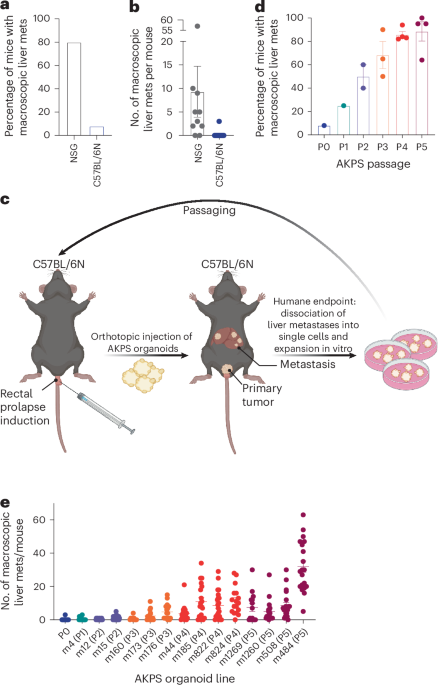 A high-MAPK, low-WNT cell state drives metastatic dissemination in colorectal cancer A high-MAPK, low-WNT cell state drives metastatic dissemination in colorectal cancer