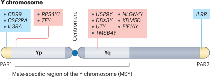 Beyond sex determination: the Y chromosome in male cancers Beyond sex determination: the Y chromosome in male cancers