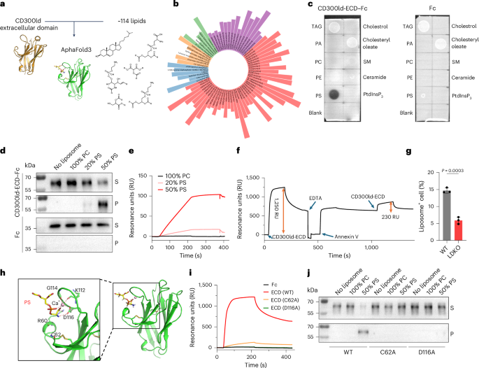 CD300ld on pathologically activated neutrophils promotes tumor immune suppression by binding phosphatidylserine on CD8+ T cells CD300ld on pathologically activated neutrophils promotes tumor immune suppression by binding phosphatidylserine on CD8+ T cells
