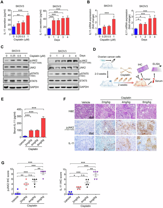 Correction to: Autocrine activation of JAK2 by IL-11 promotes platinum drug resistance Correction to: Autocrine activation of JAK2 by IL-11 promotes platinum drug resistance