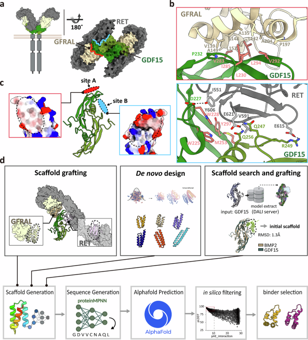 De novo and scaffold-based design of GDF15 binders for cancer cachexia diagnostics and therapeutics De novo and scaffold-based design of GDF15 binders for cancer cachexia diagnostics and therapeutics