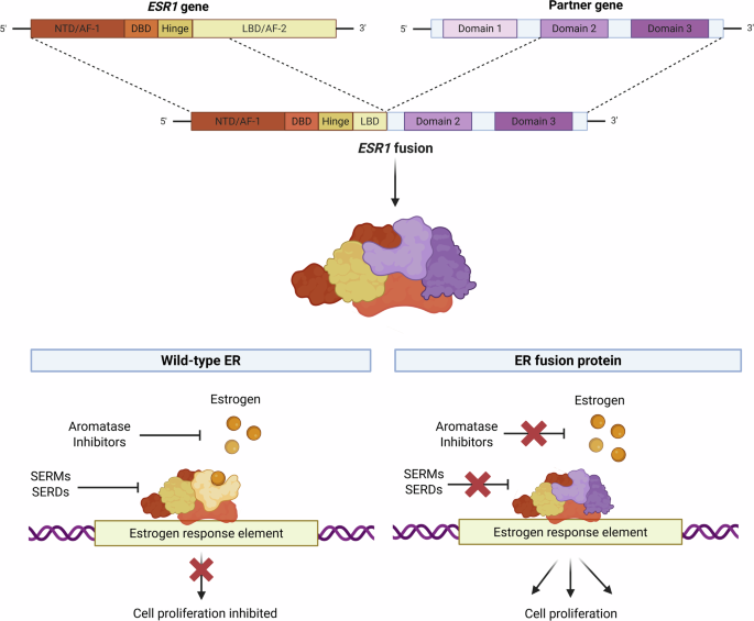 ESR1 fusion proteins in breast cancer: distinguishing oncogenic drivers from passenger events ESR1 fusion proteins in breast cancer: distinguishing oncogenic drivers from passenger events