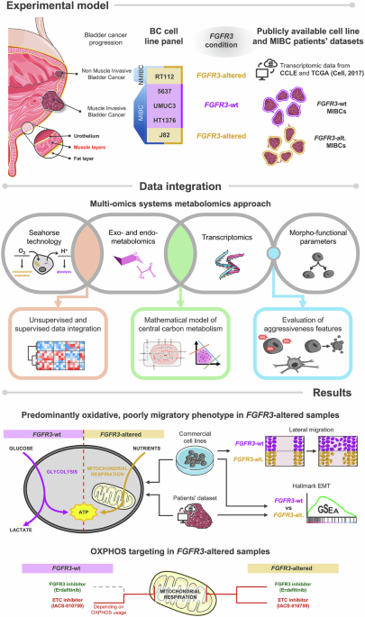 FGFR3 oncogenic activation drives oxidative metabolic reprogramming in bladder cancer: a systems metabolomics approach FGFR3 oncogenic activation drives oxidative metabolic reprogramming in bladder cancer: a systems metabolomics approach