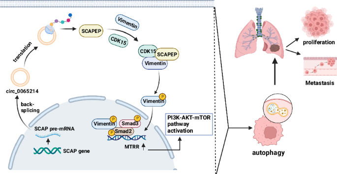 Micropeptide SCAPEP triggers lung adenocarcinoma tumorigenesis via regulating autophagy by promoting CDK15-mediated phosphorylation of vimentin Micropeptide SCAPEP triggers lung adenocarcinoma tumorigenesis via regulating autophagy by promoting CDK15-mediated phosphorylation of vimentin