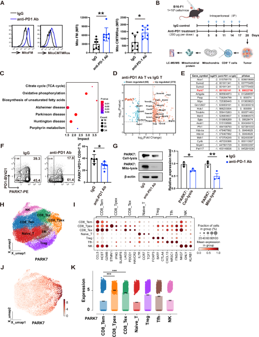 PARK7-induced delactylation of ATAD3A impairs mitochondrial fitness to promote exhaustion of tumor-infiltrating CD8+ T cells PARK7-induced delactylation of ATAD3A impairs mitochondrial fitness to promote exhaustion of tumor-infiltrating CD8+ T cells