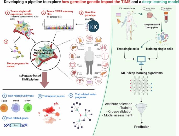 Pan-cancer analysis of single-cell profiles with polygenic signals reveals genetic influences on tumor immunity across cancers Pan-cancer analysis of single-cell profiles with polygenic signals reveals genetic influences on tumor immunity across cancers