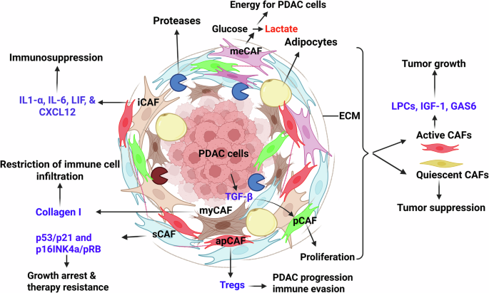 Pancreatic ductal adenocarcinoma: integrating molecular insights for targeted interventions Pancreatic ductal adenocarcinoma: integrating molecular insights for targeted interventions