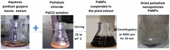 Synergetic anticancer activity of psidium guajava–mediated palladium nanoparticles via apoptosis induction and metastasis suppression in osteosarcoma cells Synergetic anticancer activity of psidium guajava–mediated palladium nanoparticles via apoptosis induction and metastasis suppression in osteosarcoma cells