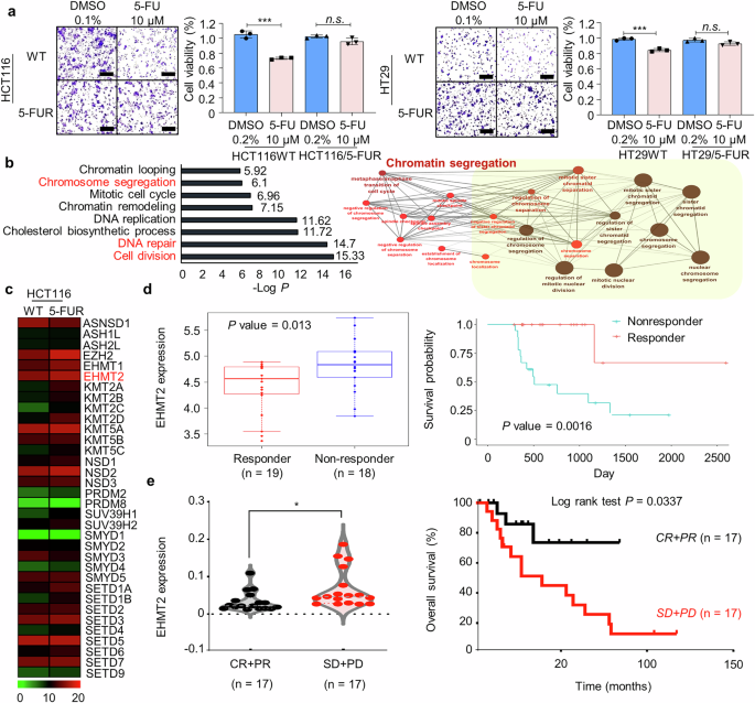 Targeting EHMT2 overcomes 5-fluorouracil resistance in colorectal cancer by modulating cell cycle and apoptosis Targeting EHMT2 overcomes 5-fluorouracil resistance in colorectal cancer by modulating cell cycle and apoptosis
