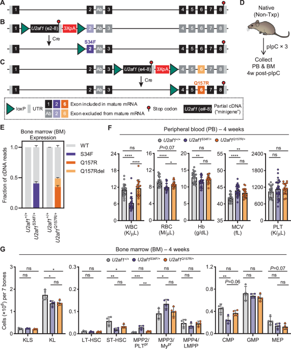 U2af1S34F and U2af1Q157R myeloid neoplasm-associated hotspot mutations induce distinct hematopoietic phenotypes in mice U2af1S34F and U2af1Q157R myeloid neoplasm-associated hotspot mutations induce distinct hematopoietic phenotypes in mice