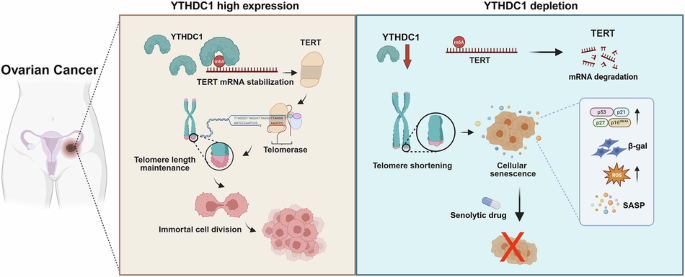 YTHDC1 drives senescence evasion in ovarian cancer through m6A-mediated TERT stabilization YTHDC1 drives senescence evasion in ovarian cancer through m6A-mediated TERT stabilization
