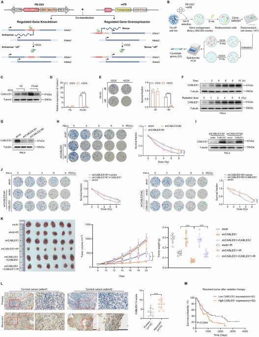 m6A-mediated CABLES1 translation potentiates tumor radioresistance via facilitating nonhomologous end-joining repair m6A-mediated CABLES1 translation potentiates tumor radioresistance via facilitating nonhomologous end-joining repair