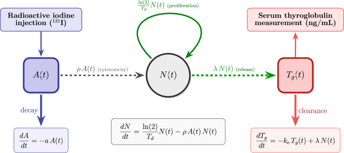 A computational framework for optimizing radioiodine therapy protocols in metastatic thyroid cancer A computational framework for optimizing radioiodine therapy protocols in metastatic thyroid cancer
