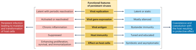 Beyond oncogenesis: the unexplored benefits of viruses in cancer immunity Beyond oncogenesis: the unexplored benefits of viruses in cancer immunity