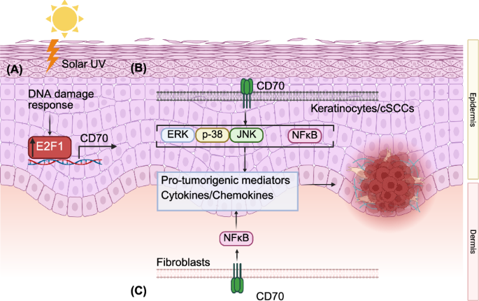 CD70 drives cSCC growth by linking DNA damage response, inflammation, and tumor–stromal signaling CD70 drives cSCC growth by linking DNA damage response, inflammation, and tumor–stromal signaling