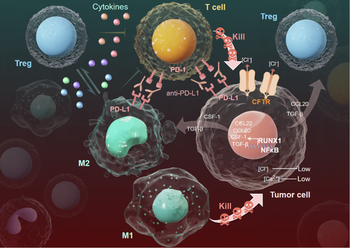 CFTR-driven immune microenvironment reprogramming synergizes with anti-PD-L1 antibody in hepatocellular carcinoma CFTR-driven immune microenvironment reprogramming synergizes with anti-PD-L1 antibody in hepatocellular carcinoma