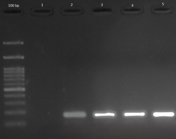 Development of surfactin-based nanocarrier for targeted doxorubicin delivery Development of surfactin-based nanocarrier for targeted doxorubicin delivery