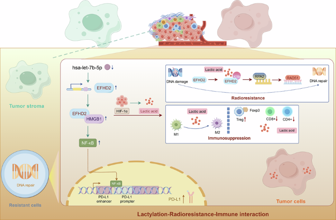 EFHD2 drives lactate-mediated DNA damage repair and immunosuppression via HMGB1 and HIF-1α to confer radioresistance in colorectal cancer EFHD2 drives lactate-mediated DNA damage repair and immunosuppression via HMGB1 and HIF-1α to confer radioresistance in colorectal cancer