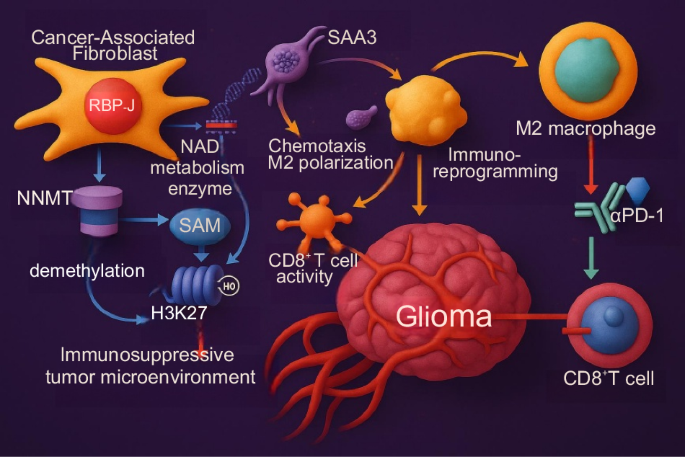 Enhancing glioma immunotherapy by disrupting RBP-J-mediated NNMT signaling in tumor microenvironment Enhancing glioma immunotherapy by disrupting RBP-J-mediated NNMT signaling in tumor microenvironment