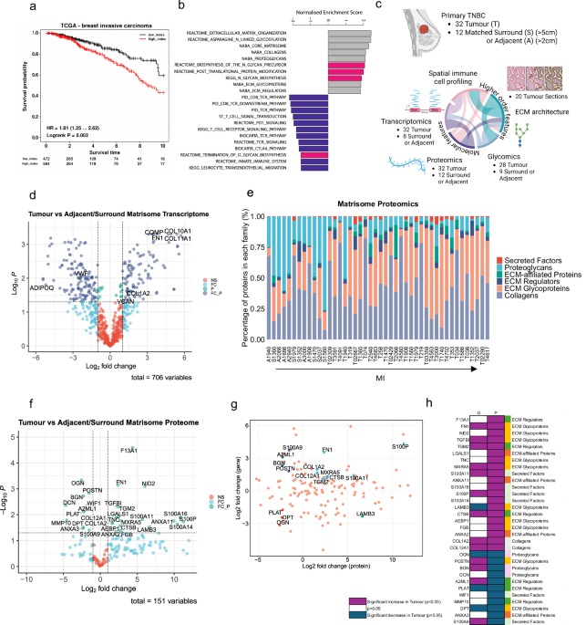 Glycosylated extracellular matrix drives immune suppression by modulating macrophage-T cell crosstalk in triple-negative breast cancer Glycosylated extracellular matrix drives immune suppression by modulating macrophage-T cell crosstalk in triple-negative breast cancer