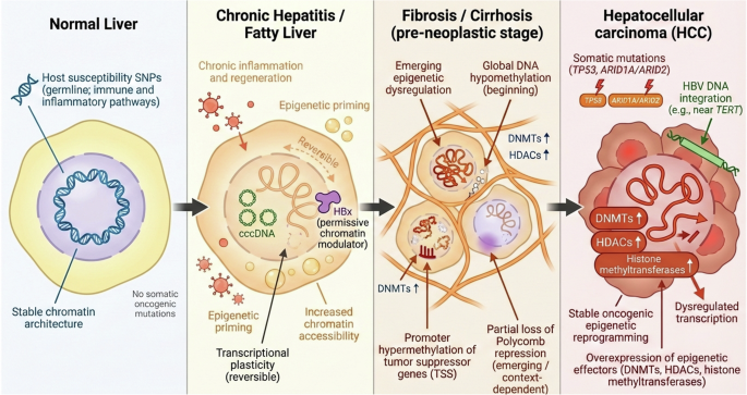 Hepatitis B virus–induced hepatocellular carcinoma: HBx-associated epigenetic mechanisms and therapeutic opportunities Hepatitis B virus–induced hepatocellular carcinoma: HBx-associated epigenetic mechanisms and therapeutic opportunities